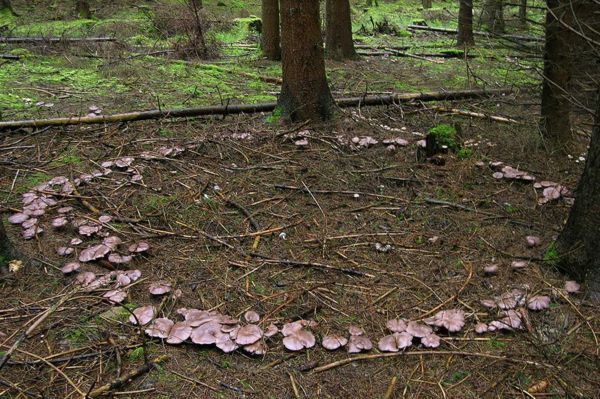 Новосибирские грибники ведрами собирают опята