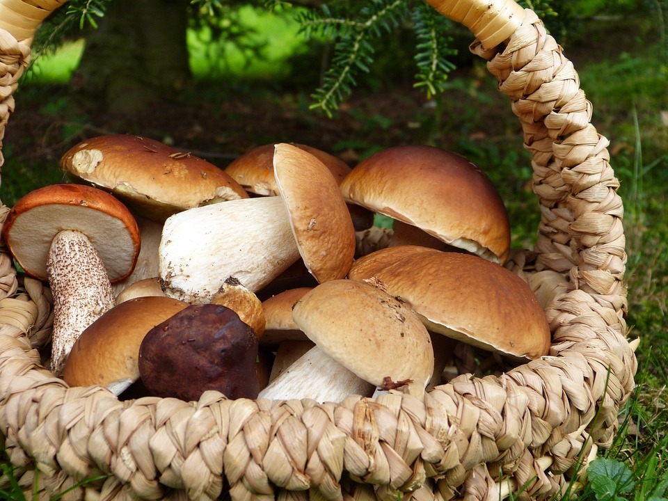 Новосибирцам назвали места, где можно найти грибы